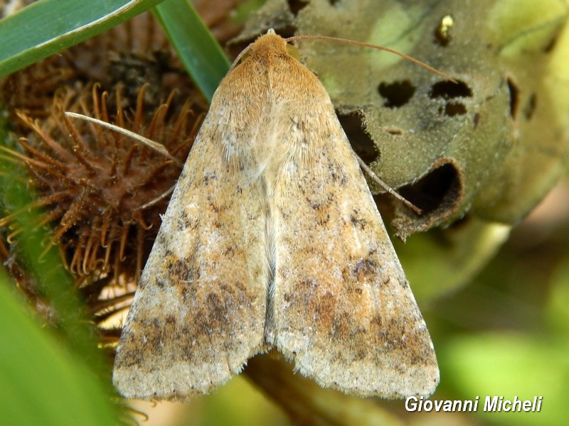 Helicoverpa armigera Noctuidae